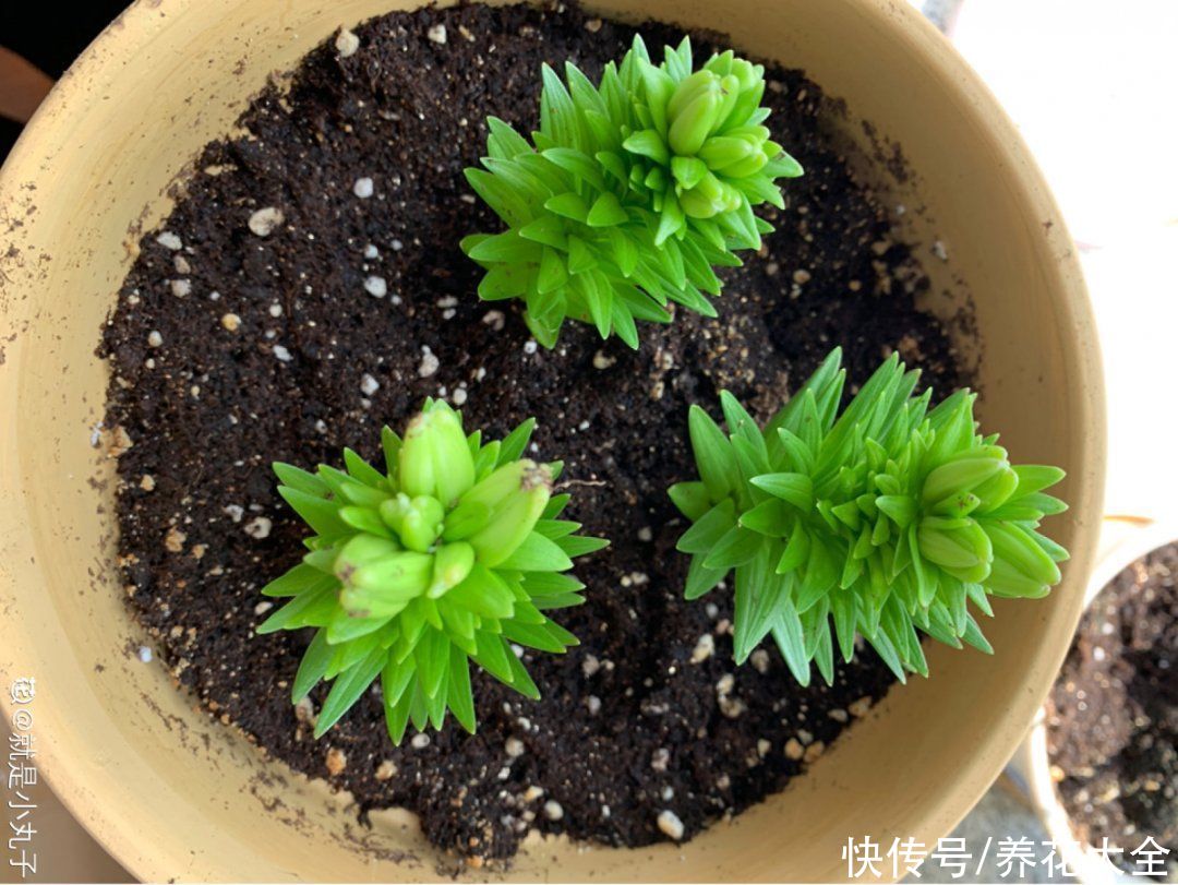 带花芽的枝条不能修剪，未来全是花苞，一剪就亏了