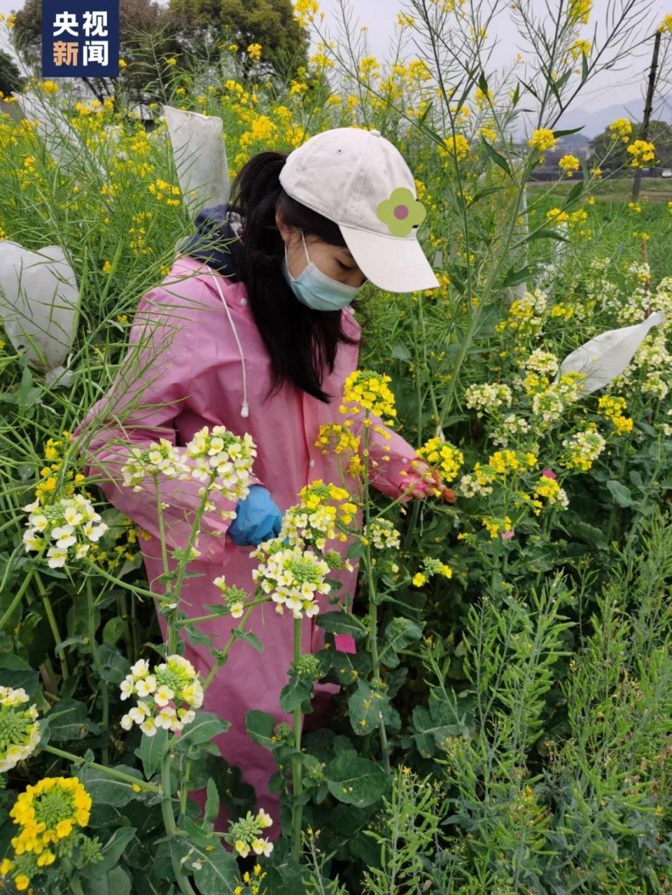 万媛媛|这张卡片背后，有个“油菜花女孩”