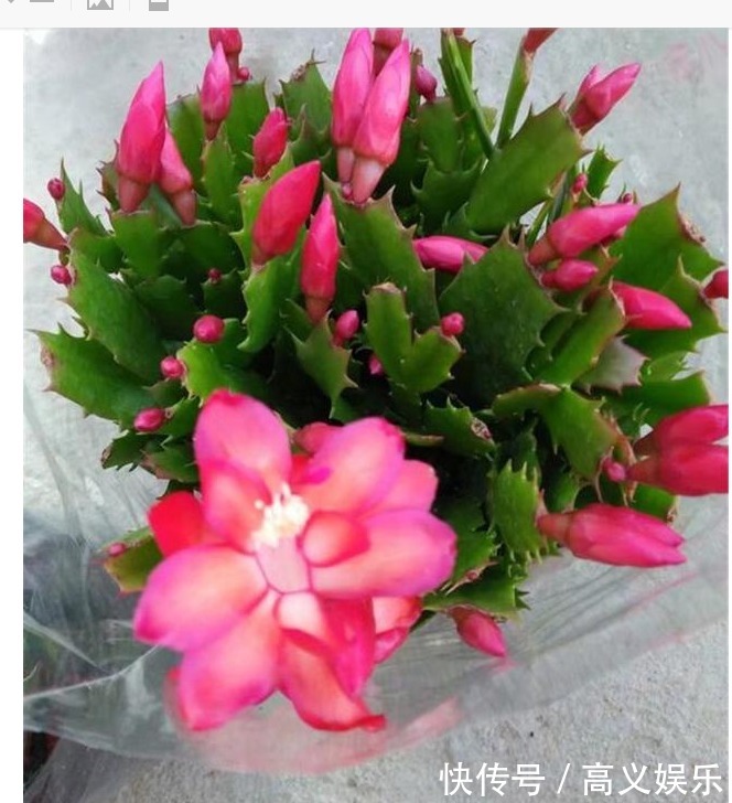 养蟹爪兰|蟹爪兰修剪有“3期”,把好关,花苞多,开花非常旺盛