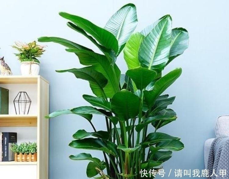 贺望兰|客厅最适合养“3种花”,旺人又聚财,寓意美好,收获幸福