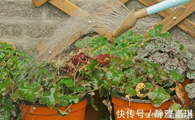 养花“干透浇透”你真的懂吗？很多人做错了，难怪盆土板结！