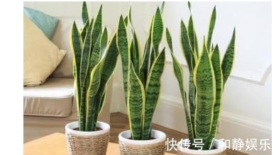 虎皮兰|以下7种常养花施肥大全,告诫花友们一定不要在瞎施肥啦