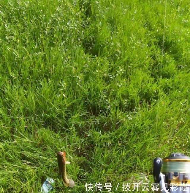 长江君|没人电鱼后,成都郊外水塘黑鱼泛滥,有人半天钓了十几条