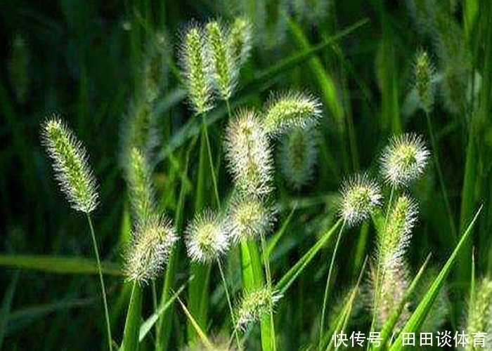 本草纲目|默默无闻的狗尾巴草，泡水喝竟有这么多好处，尤其对老人和孩子！