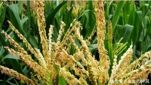玉米|玉米大家都熟悉,但玉米花却不重视,其实它是一种“天然抗生素”