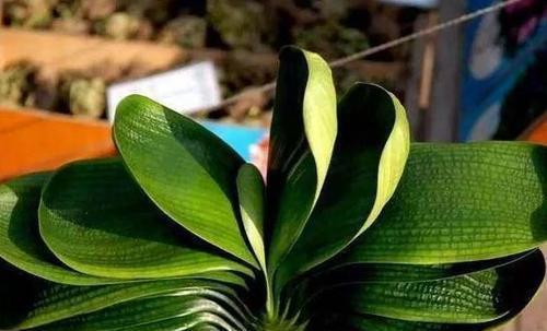 烂根|浇水前多做一件事,掌握盆土干湿程度,养花不烂根,个个猛开花!