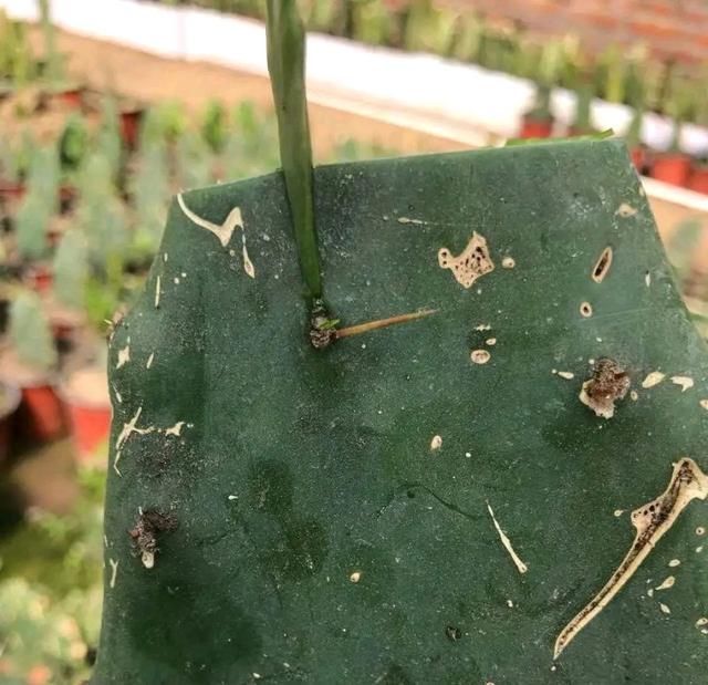 失败|仙人掌嫁接蟹爪兰总是失败5个嫁接妙招不掌握,嫁接一株死一株