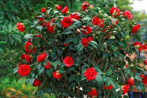 花谢后做这一步,3天窜8个芽,一个月就爆盆!