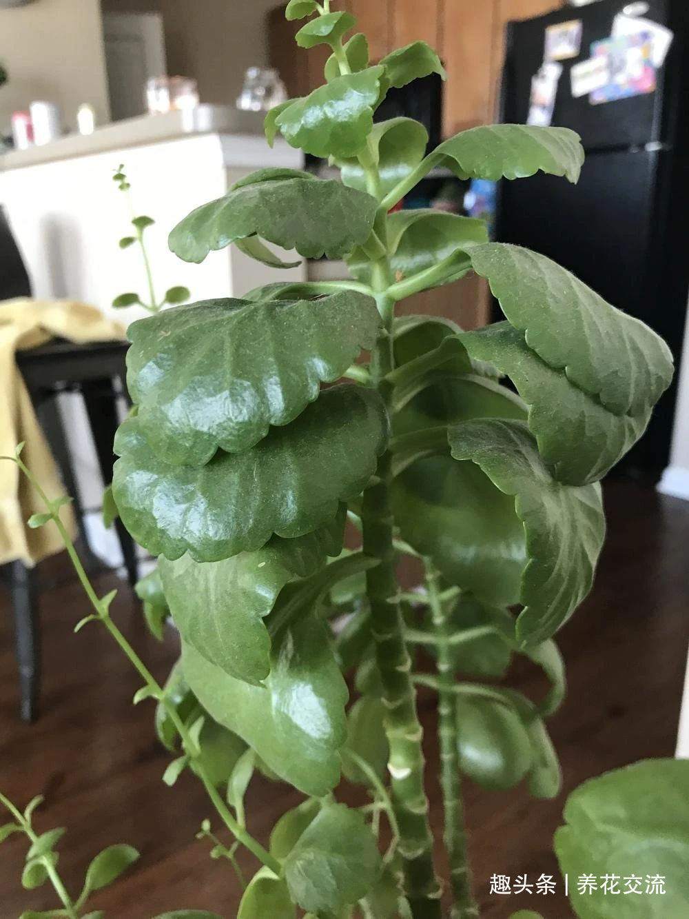 缓释肥|室内盆栽长寿花开花指南,光照比肥料还重要,想要复花要学会修剪