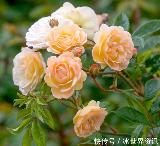 6种冷门月季,看一眼就中“毒”,没养的人都后悔了!