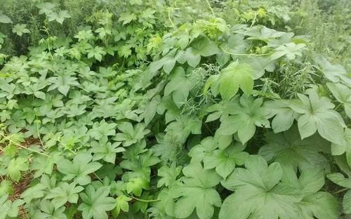 痈疖肿毒|农村随处可见的野草,你知道它可以干什么吗?