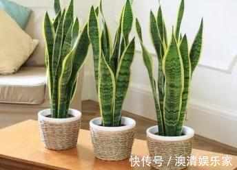 元气满满|新手虎皮兰开花见过吗照着几点养护,虎皮兰开花爆盆不是难题