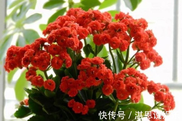 养花|养花就用“它”土里埋1勺,能管3个月,简单方便,效果好无异味