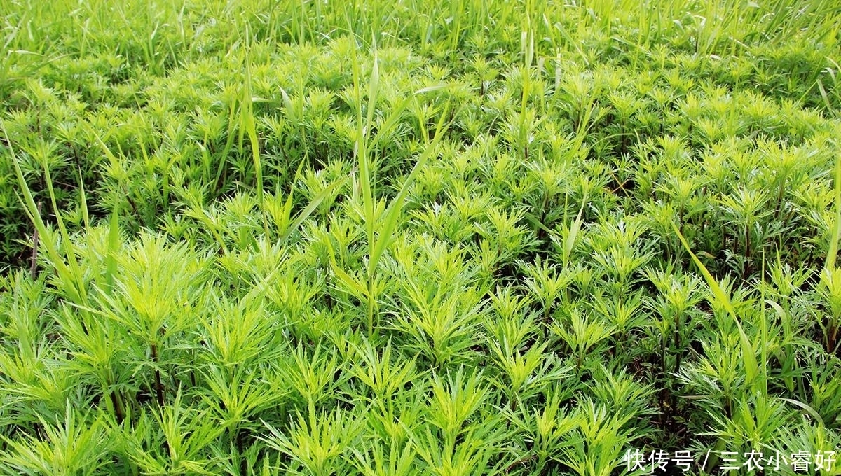 生长|长在水边的“艾草”,见到请摘一把回家,营养好,炒腊肉是一绝