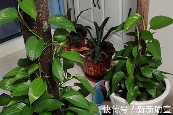 忌讳|古人都说：“一颗绿萝七个鬼”，家中为什么忌讳养绿萝？