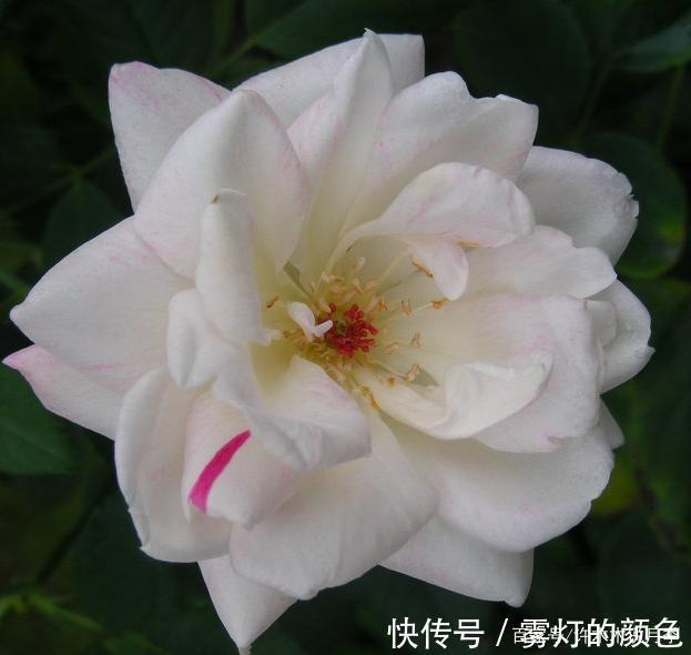 20款古老月季。数百年唯美传承,个个经典又抗病。远胜现代月季