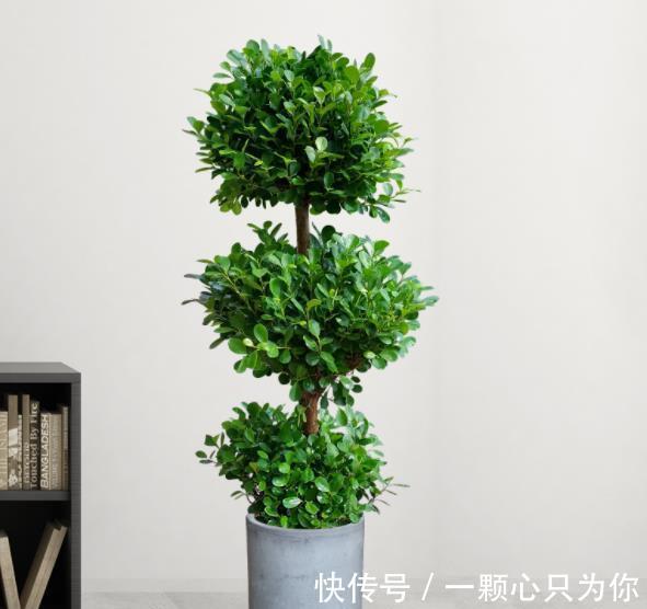 6种自己带“钱”的漂亮花,皮实好养招财吉祥,摆在家里上档次