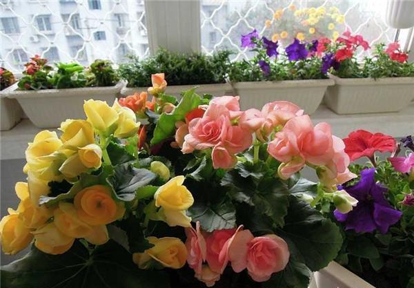 比月季还好看，比茉莉花期长，养盆丽格海棠，一年开花300天