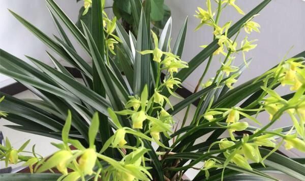 家中“光照不足”,就养5种花,一盆比一盆茂盛漂亮,花美叶也美