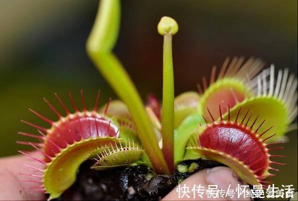 窗台|蚊子害怕这“5种花”,夏天养1盆,蚊虫躲的远,安心睡觉