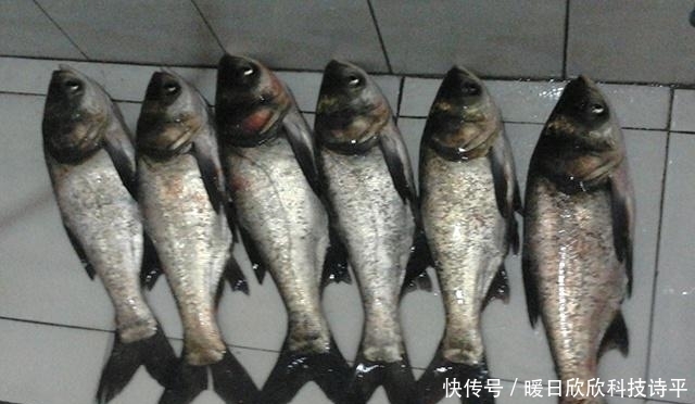 技巧|鲢鳙想要钓的爽,这些技巧需知道