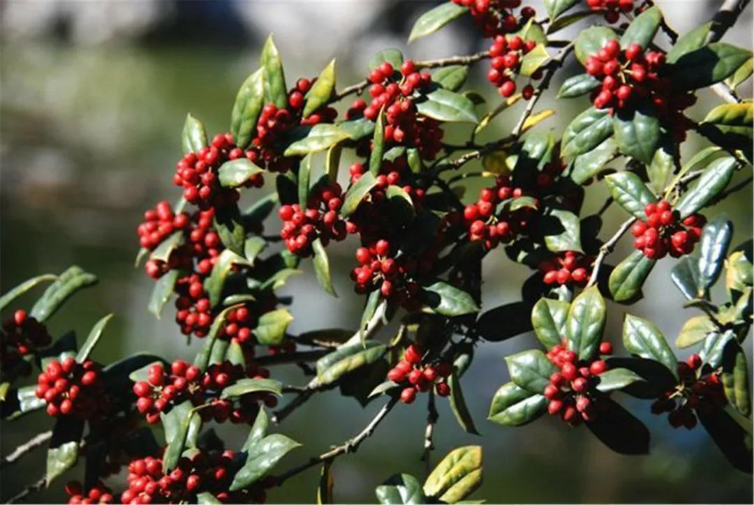 盆栽|农村常见的构骨,做成盆栽当年宵花,果子红红火火很喜庆