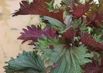 这种叶子夏天到处是,泡茶喝散寒解毒、降压降脂阳台就能种