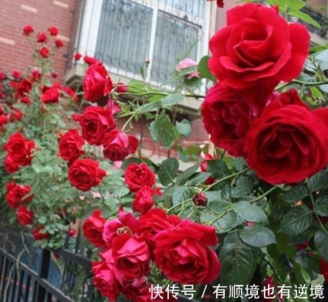 月季花杜鹃花栀子花总是养不活教你一招,连开3个月!