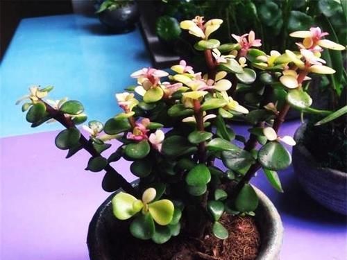 金枝玉叶是马齿苋吗?怎么样施肥和浇水,才能让她真正成为金枝玉叶呢?