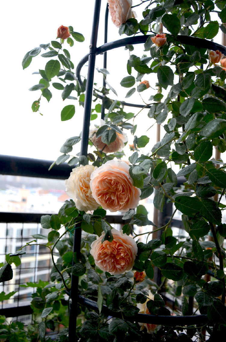 长势最快的藤本植物,一年长成花柱,花期长,漂亮芳香,还很好养