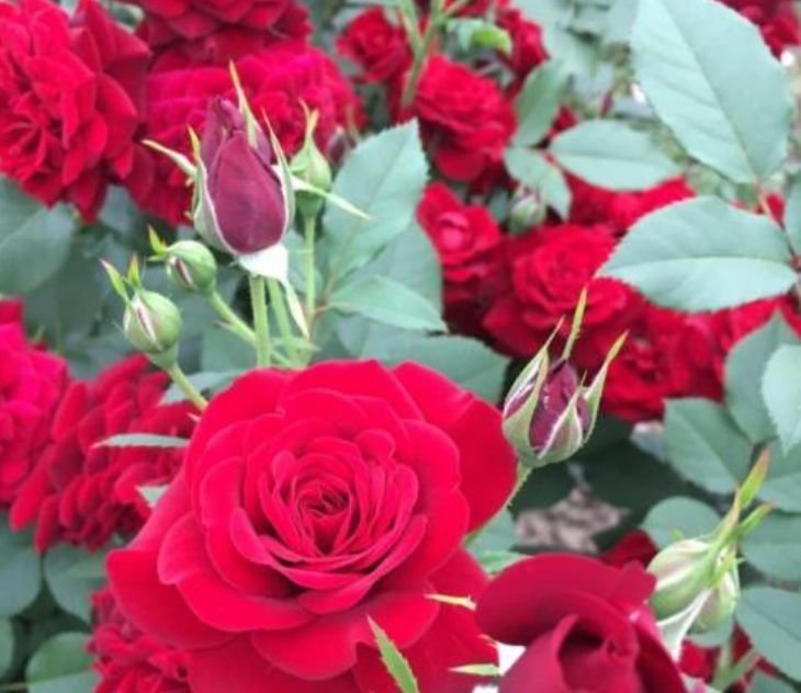 家养这些植物,阳台开出花海,花叶俱美,养盆放阳台美极了