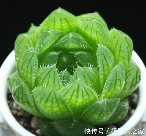 大气|6种大型多肉植物,颜值高好养护,阳台种一盆,大气上档次!