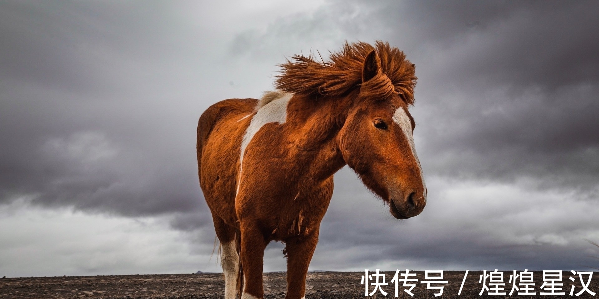 生肖兔|虽然很念旧情，但不吃回头草，失望了就无法再挽回的生肖