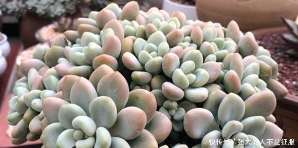 花友|养多肉不用专门买肥料,3种废弃物简单处理,变成多肉最爱的养料