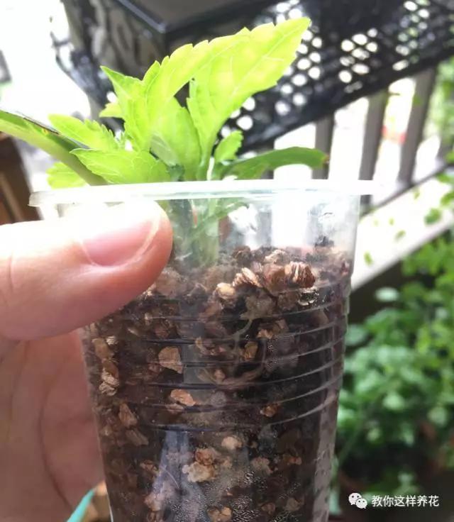 养花技巧学会这种扦插法,插什么活什么,太简单了!