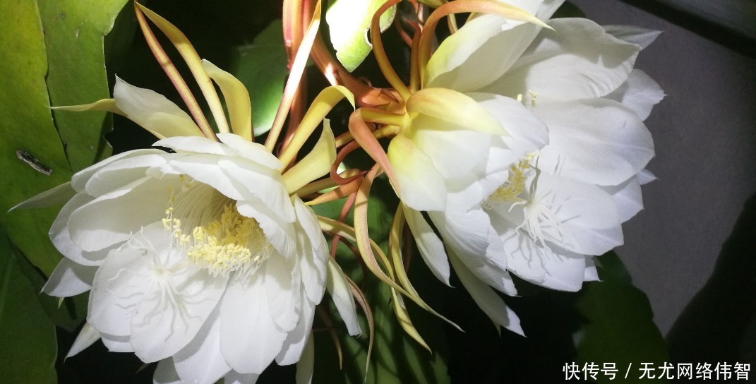 “昙花一现”太惊艳,想试着养又担心养不好,做好这些坐等花开