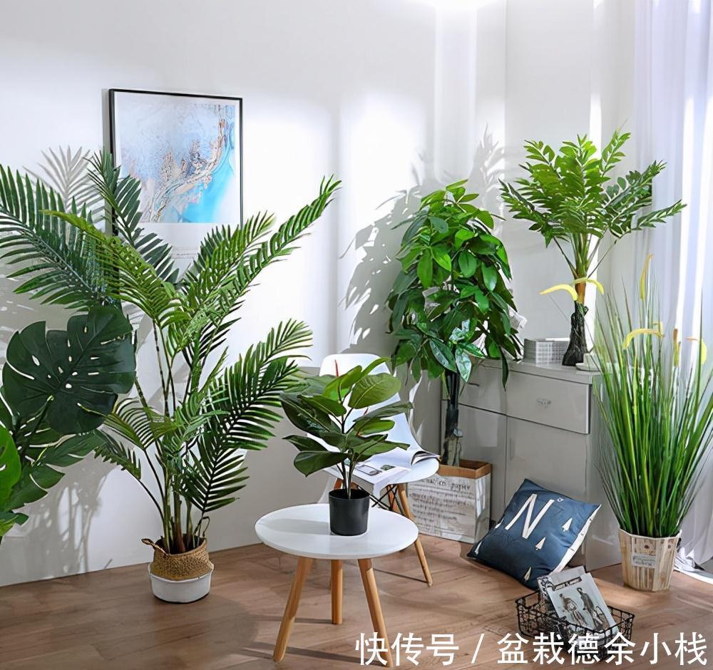 公认好养的“健康花”,建议至少养一盆,个个都是“净化小能手”