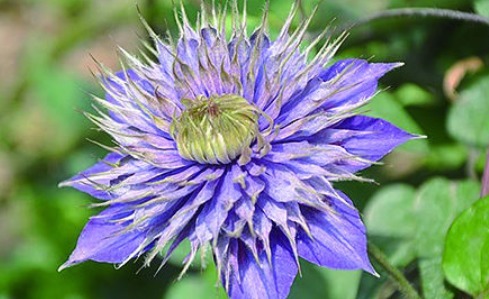 喜欢养花,不如养盆牡丹花,争奇斗艳,花色迷人,吃了还美容