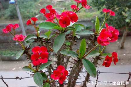 花卉|养花不能太勤快,这些懒人花,小盆种少浇水,越长越美!