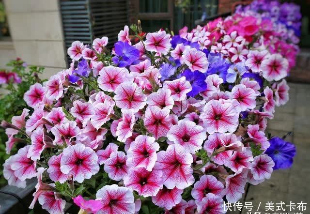 这7种花，夏季养它们，放在露台上，花开一整夏，花量超大