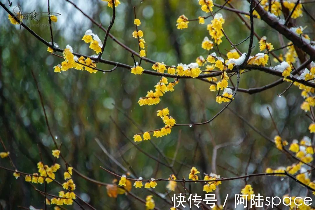 西溪|踏着雨雪寻梅，到西溪绿堤再合适不过，可惜花儿盛开还得等年后