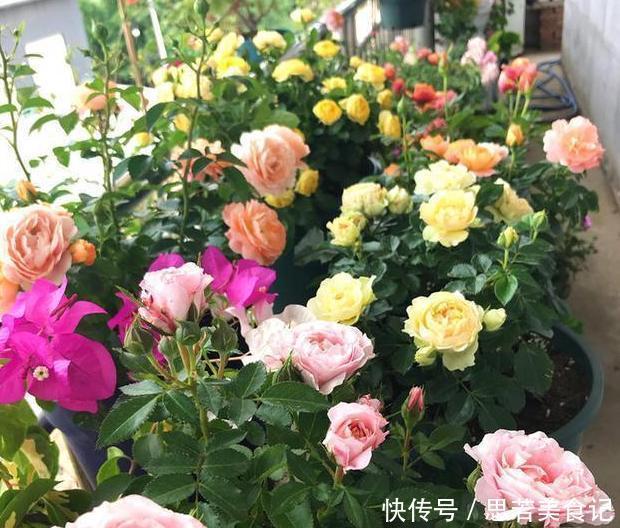 北方夏季温度高，盆栽养花就栽种它们，能一茬接一茬砰砰开花