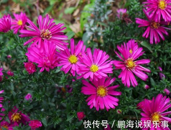 农历4月11日开始,养花养个耐看的,开出的花极美!