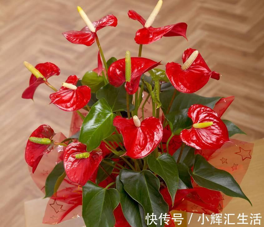 马上就立冬,再没钱也要养“吉吉花”,寓意家庭事事吉利好福气