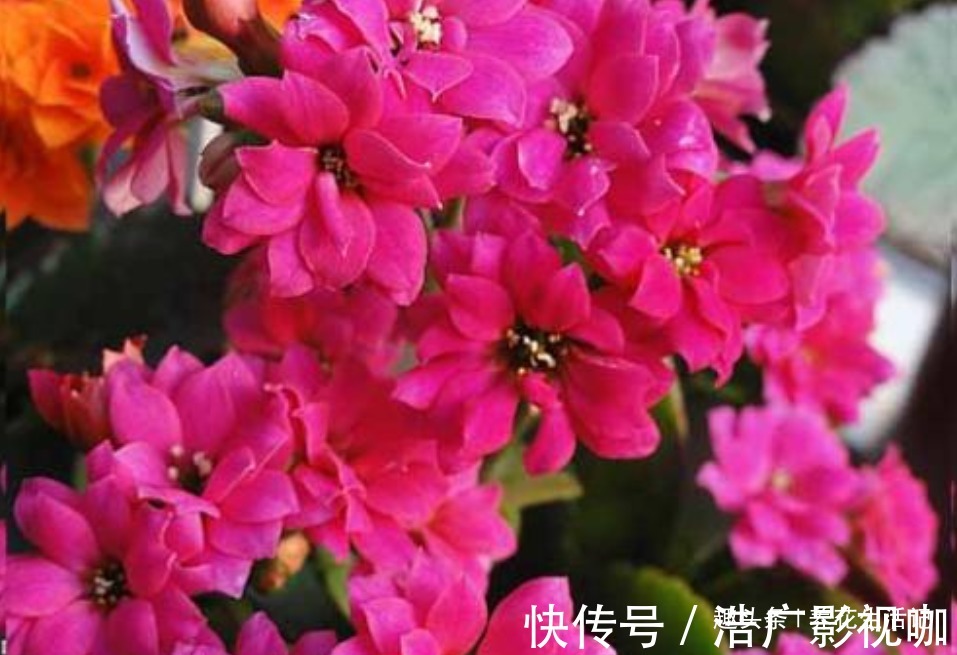 浇水|长寿花“浇水”方法,学会后根系不腐烂,生长状态好!