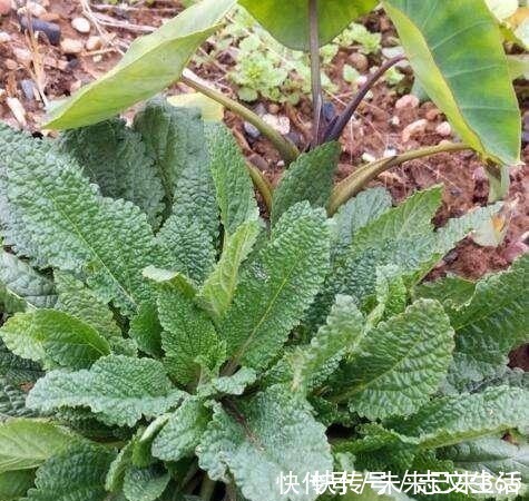 6种常见“野草”,以往人们不在意,一听名字这也太美了,要养