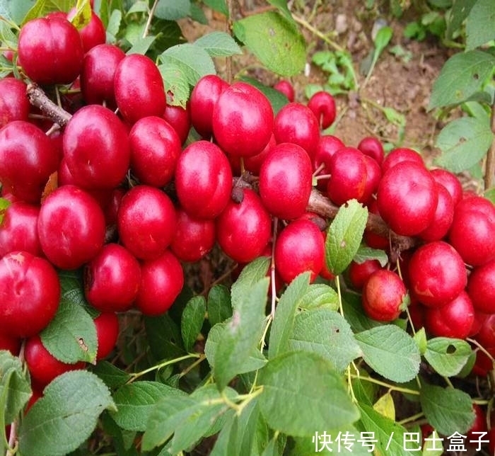 此果冬天要常吃,再贵也别省,营养比吃钙片还管用,皮肤细腻水嫩