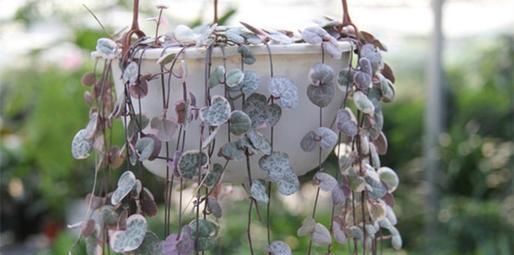 几种垂盆多肉,挂在窗台边,枝条长成瀑布一般,惹人喜欢