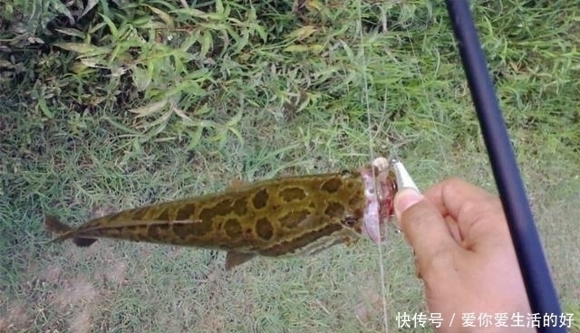 黑鱼泛滥成灾成群黑鱼聚集河湾产卵电鱼人不如我来来试试