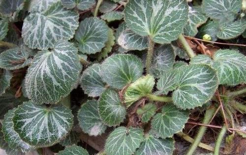 虎耳草|1种耐阴盆栽,俗称“虎耳草”,适合养在室内,来看怎么养